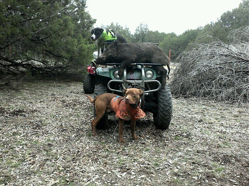 My pit catch dog B.A. Pitbulls Go Pitbull Dog Forums